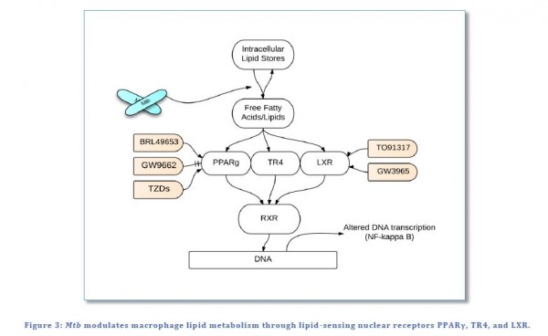 Host-Directed Therapeutics for the Treatment of Tuberculosis