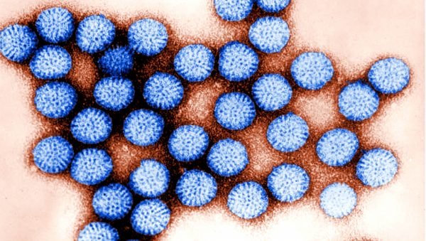 START Conducts Meta-Analysis to Quantify Impact of Rotavirus in Children & Adults